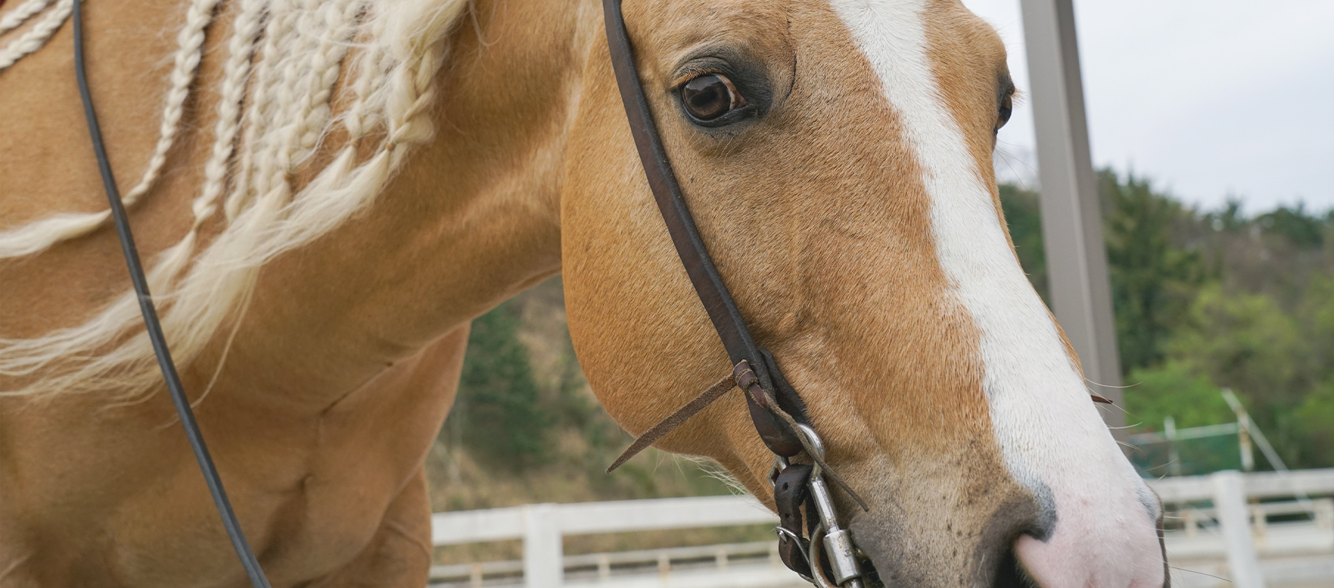 AMAHA HORSE CLUB