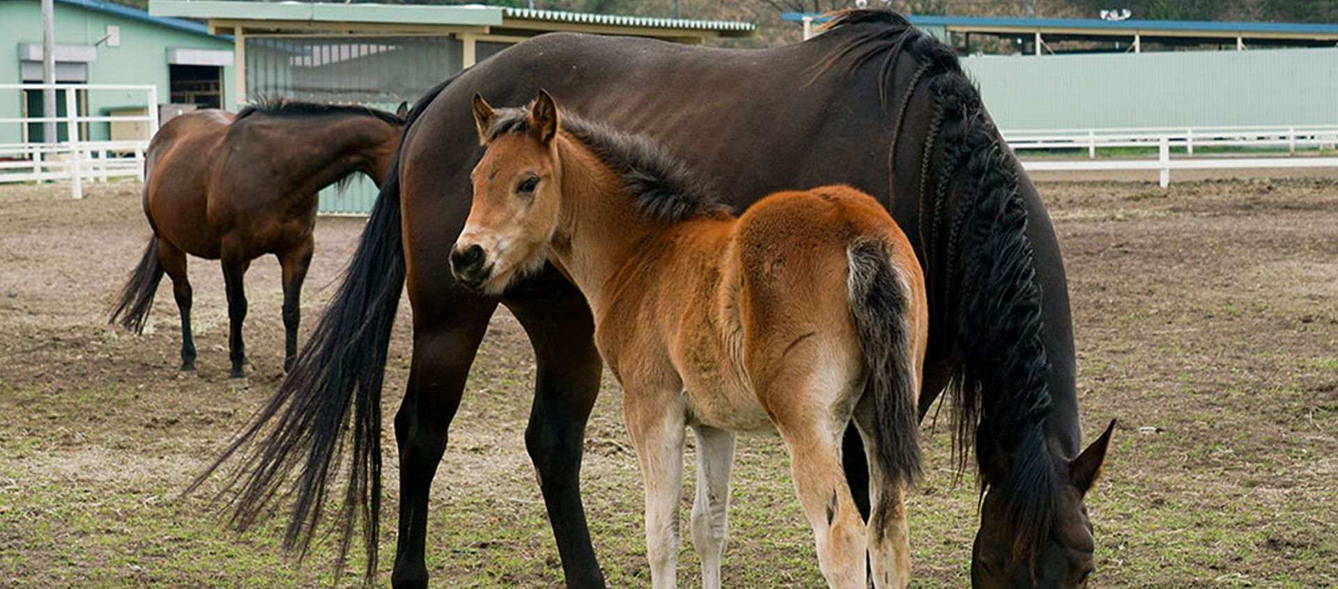 AMAHA HORSE CLUB