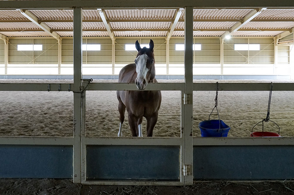 屋内外の馬場