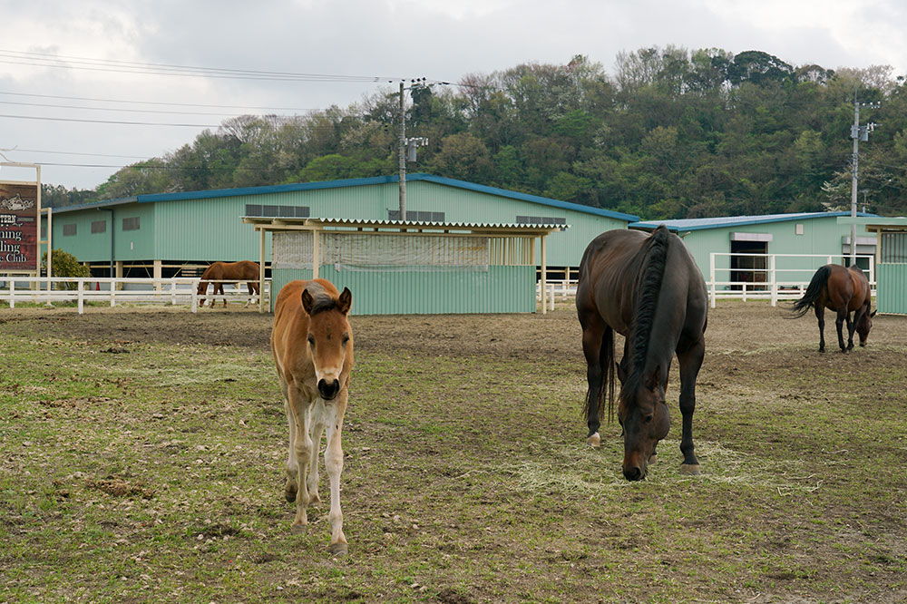 屋内外の馬場