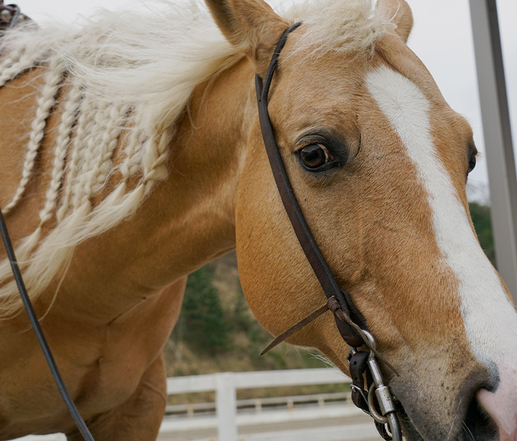 AMAHA HORSE CLUB