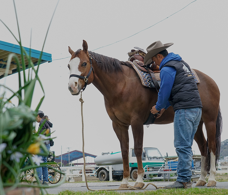 AMAHA HORSE CLUB