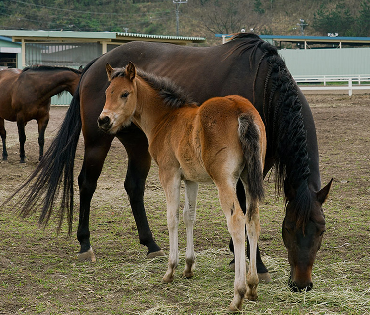 AMAHA HORSE CLUB